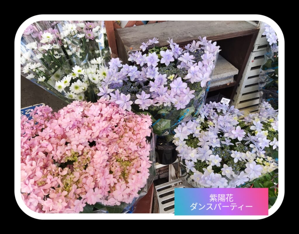 お祝い花籠 花処パレット田仲